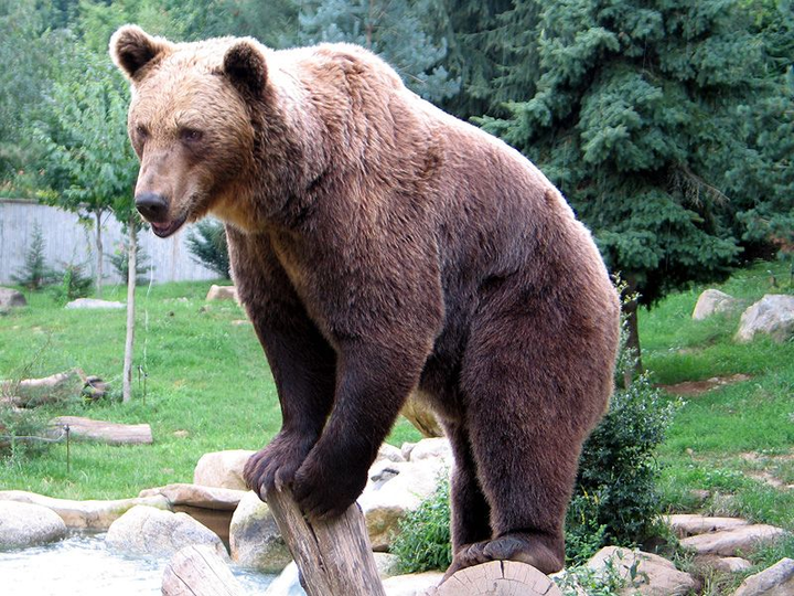 Fotografía de un oso marrón subido a unas piedras, en un entorno verde montañoso